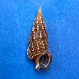 #32 Cerithium muscarum 21mm F++ Florida, 1955