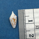 #13 Conus Ximeniconus wendrosi 11.5mm Barcadera, Aruba On Exposed Sand Bar