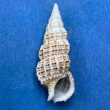 #36 Cerithium muscarum 23.5mm F++ Florida, 1955