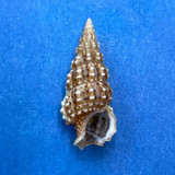 #37 Cerithium muscarum 19.9mm F++ Florida, 1955