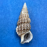 #30 Cerithium muscarum 19.7mm F++ Sarasota Bay, Florida