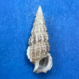 #26 Cerithium muscarum 18.9mm F++ Sarasota Bay, Florida