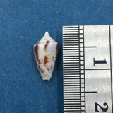 #10 Conus Ximeniconus wendrosi 11.2mm Barcadera, Aruba On Exposed Sand Bar