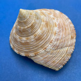 Calliostoma formosense 50.6mm W/O F+ Taiwan, 250m Deep 1975