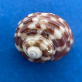 #5 Gibbula cicer 5.3mm F+ Cape, South Africa