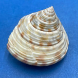 #5 Calliostoma zizyphinum 22.1mm W/O F+ Portland Bill, England, Scuba, 25m