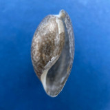 #3 Bulla occidentalis 12.7mm F+ St Petersburg, Florida