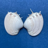 #8 Hysteroconcha lupanaria 13.1mm W/O Spines Juvenile W. Mexico To Peru