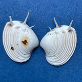 #1 Hysteroconcha lupanaria 11.3mm W/O Spines Juvenile W. Mexico To Peru