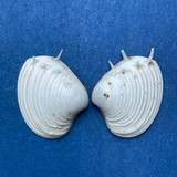 #14 Hysteroconcha lupanaria 11.8mm W/O Spines Juvenile W. Mexico To Peru