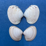 #30 Hysteroconcha lupanaria 12-15mm W/O Spines Juvenile W. Mexico To Peru