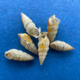 Bittiolum varium Under 6mm F+ Florida Cerithiidae