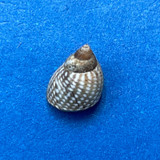 Littorina punctata 7.1mm F++ Ouakam, Cap Vert, Senegal, On Rocks, 1978