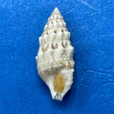 #1 Cerithium atromarginatum 13.5mm W/O F+ Park Rynie, S. Africa, In Tide Pool