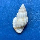 #1 Bailya intricata 9.6mm W/O F++ Grassy Key, Florida Keys Under Rocks Buccinide