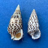 Cerithium punctatum 16-19mm One W/O F++ Philippines & Taiwan