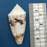 #2 Conus varius 40.9mm Netted, Negros Island, Philippines