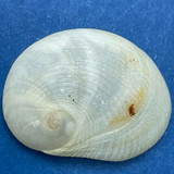 #12 Sinum perspectivum 20.2mm F+ Mustang Island, Texas, In Sand, Low Tide