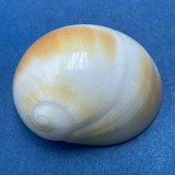 #2 Polinices sagamiensis 29.4mm F++ No Data Naticidae