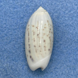 #6 Oliva oliva stellata 29.1mm F++ Dredged Off India