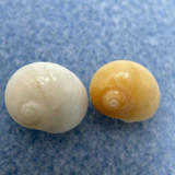 #2 Conuber (Polinices) incei 10.4-11.6mm F/++ Trawled Off Australia Naticidae