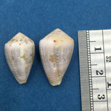 #13 Conus aristophanes Set x2 21-23.3mm Netted, Negros Island, Philippines