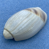 Olivancillaria vesica 47mm F++ Rio de Janeiro, Brazil, In Sand, 20m