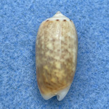 #3 Oliva carneola adspersa 20.7mm F++ Tahiti