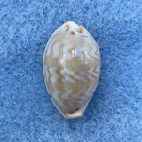 #60 Cypraea (Palmadusta) ziczac 14.9mm Gem Marinduque, Philippines, 1972