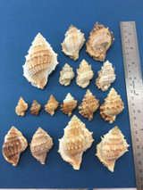 Bursa Mixed Lot Of 16 Bursidae Frog Shells No Data Some W/Op Bursina Bufonaria