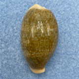 #7 Cypraea (Erronea) ovum palauensis 31.1mm F+ Koror, Palau, 1967