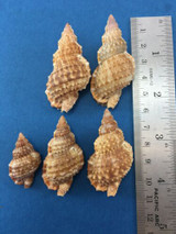 #8 Bursa Granularis Bursidae Frog Shell Lot Of 5 33.75-53.25mm 2 W/Op