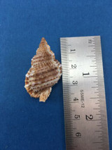 #4 Bursa Granularis Bursidae Frog Shell 36.6mm Tulear Reef Madagascar