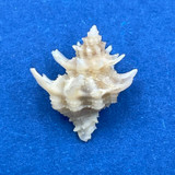 Babelomurex diadema 12.2mm F+ Balut, Mindanao, Philippines