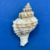 #1 Lataxiena fimbriata 32.7mm F+ Southwest Taiwan, 20-40 Fathoms