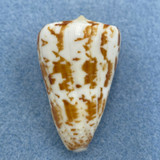 Conus caracteristicus 41.6mm F++ W/O Dredged Off Madras, India 1981