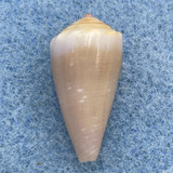 Conus balteatus cernicus 20.3mm F+++ St. Gilles, Reunion, Dived 20-25m 1984