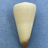 Conus virgo 52.7mm F (Rough Lip) Philippines