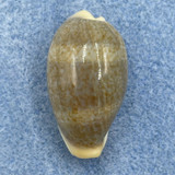 #4 Cypraea (Erronea) ovum palauensis 31.1mm F++ Palau, Under Rock 1979