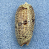 Oliva scripta 38.8mm Gem Andaman Sea, By Dive