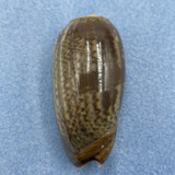 #11 Oliva vidua sepulturalis 57.3mm F++ Philippines