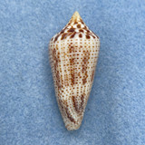 #3 Conus (Ximeniconus) ximenes 40.4mm F++ West Panama, By Dive