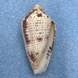 #2 Conus (Ximeniconus) ximenes 43.5mm F Growth Mark, West Mexico