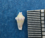 Rotaovula Hirohitoi 5.4mm Mactan, Cebu, Philippines, Trawled 200m