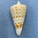 #3 Conus monile 47.2mm Filed Lip, Phuket, Thailand 40' Under Coral Slab