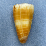 Conus vitulinus 42.4mm F+ New Caledonia