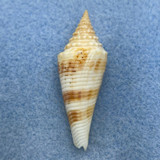 Conus orbignyi 39.1mm F++ SW Sea Of Taiwan, 1968