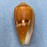 Conus coccineus 47.8mm F+ Trawled 20-30m, Samar, Philippines