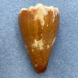 #3 Conus brunneus 35.6mm F++ Pedro Gonzales Is., W. Panama, Low Tide Under Rock