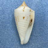 Conus alabaster 34.8mm F++ W/O Dredged 40-70fms Madras, India